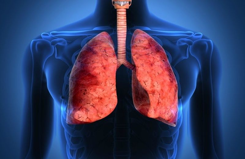 13 Bronchi, polmoni, fegato